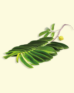 Hoja de guanábana