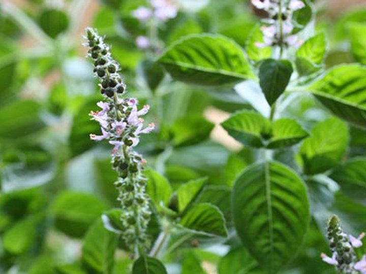 Hojas de Albahaca Sagrada