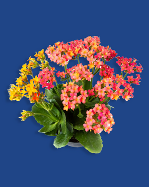 Kalanchoe (malamadre)