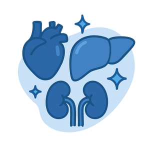 Protección de órganos vitales (corazón, riñones, hígado)